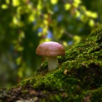 Сыроежка :: Геннадий Супрун