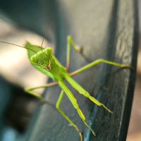 Богомол :: Oksana Verkhoglyad