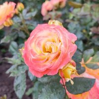 ,,, :: Сергей Тимоновский ,,, :: Сергей Тимоновский