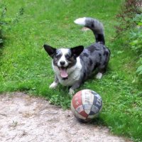 "Футболист" :: Ольга Довженко