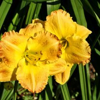 Лилейники бот сада МГУ :: Светлана Лилейники бот сада МГУ :: Светлана