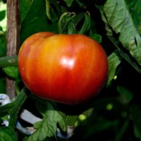 Сеньор -помидор :: Александр Стариков