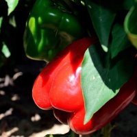 Солнышко согрело -  я и покраснел :: Александр Стариков