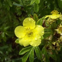 Лапчатка :: Freddy 97