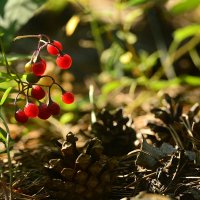 Ягоды и шишки :: Геннадий Супрун Ягоды и шишки :: Геннадий Супрун