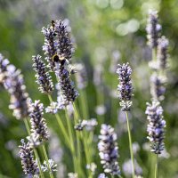 МОХНАТЫЙ ШМЕЛЬ :: валерий 