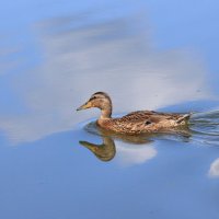 *Облако и утка* :: Владилен Панченко