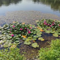 Водяные лилии, июль :: Игорь Ч. Водяные лилии, июль :: Игорь Ч.