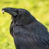 Домашний ворон Карстен. :: Виктор Евстратов Домашний ворон Карстен. :: Виктор Евстратов