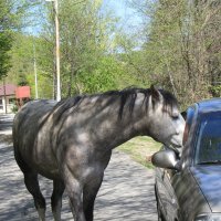 ЗА ПРОЕЗД ! :: Валерий 