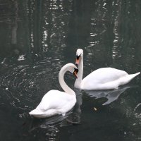 На пруду :: Валерий 