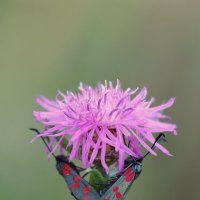 Украшение цветка. :: Александр Кондаков Украшение цветка. :: Александр Кондаков