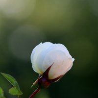 Шиповник :: Александр Кондаков