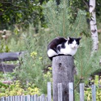 Деревенский рай :: Дмитрий Лакман