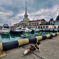 Морской порт Сочи с одним котом :: Mikhail Irtyshskiy