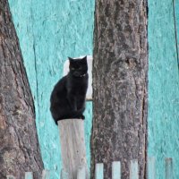 В ожидании хозяев :: Дмитрий Лакман