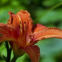 В саду у дома... :: Владимир Шошин В саду у дома... :: Владимир Шошин