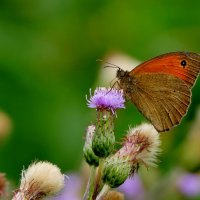 из вчерашней съемки 2 :: Александр Прокудин