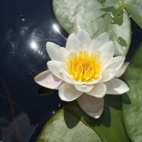 водяная лилия / кувшинка белая :: zavitok *