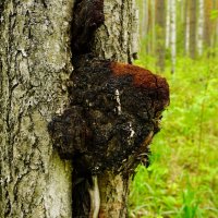 Про чагу... :: Николай Гирш