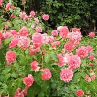 Розы :: Сапсан 