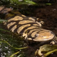 Тигровая амбистома :: <<< Наташа >>>