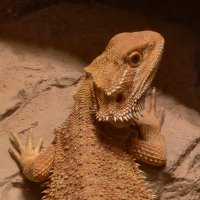 Бородатая агама :: <<< Наташа >>>