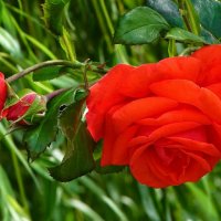 О красоте цветов. :: Милешкин Владимир Алексеевич 