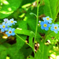 Июнь...Зацвели незабудки! :: Владимир 