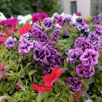 украшение улиц и мостов :: Галина R...