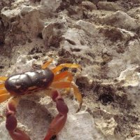 Утренняя  встреча :: Валерий Кокорев