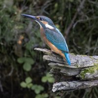 зимородок. :: юрий макаров зимородок. :: юрий макаров