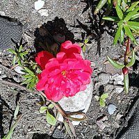 Цветы. :: Владимир Драгунский