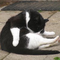 Отмывается после прогулки :: Людмила Смородинская