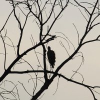 графика :: Елена Шаламова графика :: Елена Шаламова