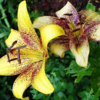 Лилия :: Рита Симонова