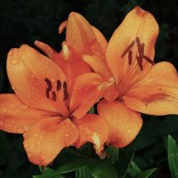 Лилия :: Рита Симонова