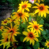 Солнечные :: Елена Семигина