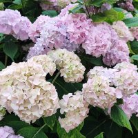 ,,, :: Сергей Тимоновский