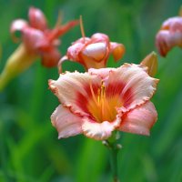 про июль :: Andrey Bragin про июль :: Andrey Bragin