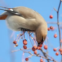 Свиристель :: Виктор Иванович Чернюк