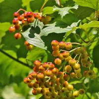 Калина поспевает :: Светлана 