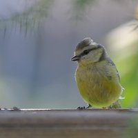 в контровом свете :: Andrey Bragin в контровом свете :: Andrey Bragin