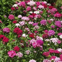 Турецкие гвоздики :: Freddy 97