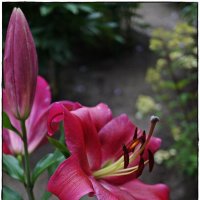 цветок :: ставил цветок :: ставил