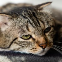 Лежебока :: Алексей Большаков