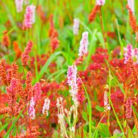 Ландшафтный дизайн :: Сергей Беляев