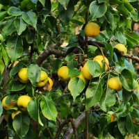 Из серии " Утро в деревне" :: Юрий. Шмаков