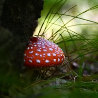 Мухомор :: Геннадий Супрун