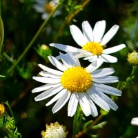 Полевые ромашки :: светлана льдокова